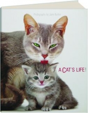 A CAT'S LIFE!