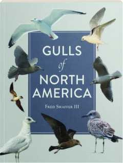 GULLS OF NORTH AMERICA