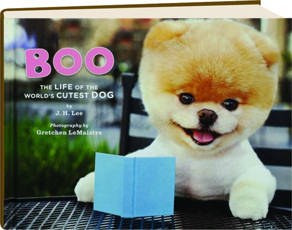 boo the life of the world's cutest dog